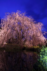 カメラ機種名Canon EOS 7D レンズ EF-S18-135mm f/3.5-5.6 IS ISO感度 100 Av(絞り数値) 8.0 Tv(シャッター速度) 20 
