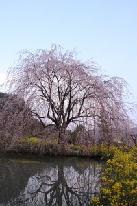 カメラ機種名Canon EOS 7D レンズ EF-S18-135mm f/3.5-5.6 IS ISO感度 100 Av(絞り数値) 9.0 Tv(シャッター速度) 1/20 