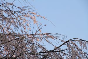 カメラ機種名Canon EOS 7D レンズ EF-S18-135mm f/3.5-5.6 IS ISO感度 100 Av(絞り数値) 9.0 Tv(シャッター速度) 1/250 