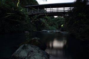 何枚かを比較明合成