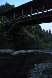 写真３枚を比較明合成。