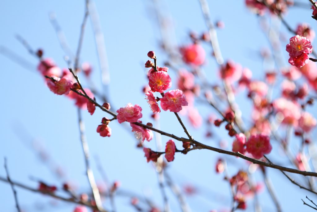 カメラ機種名Canon EOS 7D レンズ EF70-200mm f/2.8L IS II USMf/2.8L IS II USM ISO感度 100 Av(絞り数値) 2.8 Tv(シャッター速度) 1/640 