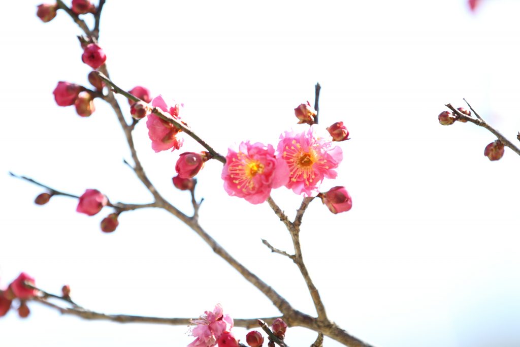 カメラ機種名Canon EOS 7D レンズ EF70-200mm f/2.8L IS II USMf/2.8L IS II USM ISO感度 100 Av(絞り数値) 2.8 Tv(シャッター速度) 1/200 