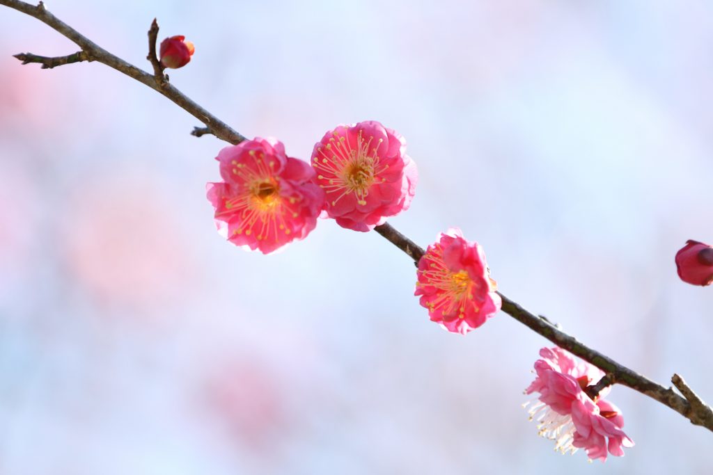 カメラ機種名Canon EOS 7D レンズ EF70-200mm f/2.8L IS II USMf/2.8L IS II USM ISO感度 200 Av(絞り数値) 2.8 Tv(シャッター速度) 1/1000 