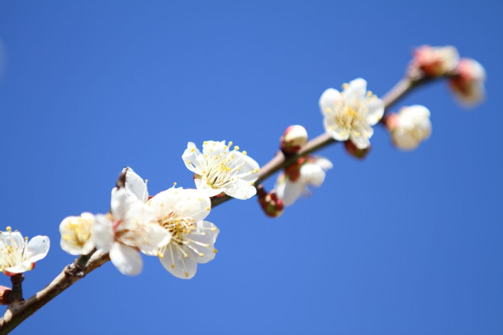 カメラ機種名Canon EOS 7D レンズ	EF70-200mm f/2.8L IS II USMf/2.8L IS II USM ISO感度	100 Av(絞り数値)	2.8 Tv(シャッター速度)	1/1000 