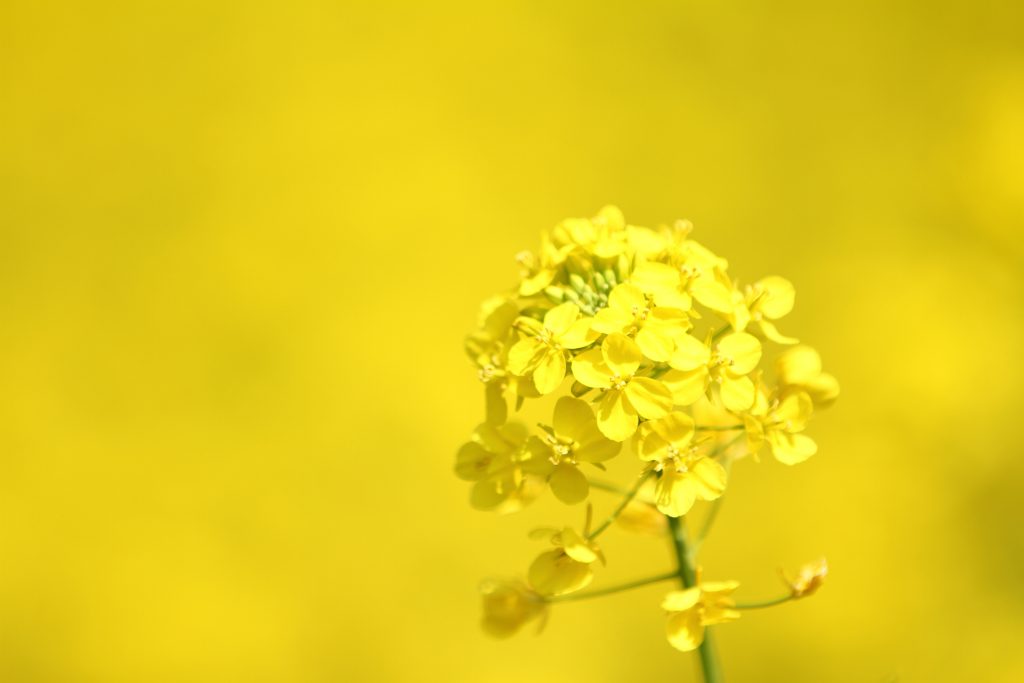 カメラ機種名Canon EOS 7D レンズ	EF70-200mm f/2.8L IS II USMf/2.8L IS II USM ISO感度	100 Av(絞り数値)	2.8 Tv(シャッター速度)	1/1600 