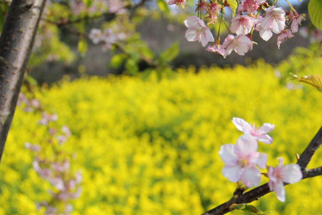 カメラ機種名Canon EOS 7D レンズ	EF-S18-135mm f/3.5-5.6 IS ISO感度	100 Av(絞り数値)	4.5 Tv(シャッター速度)	1/1000 