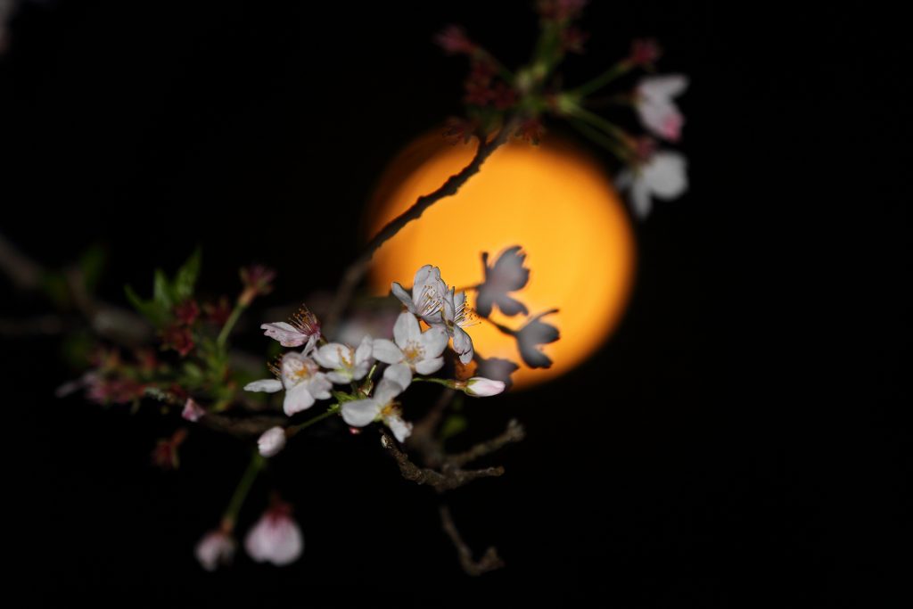カメラ機種名Canon EOS 7D レンズ	EF70-200mm f/2.8L IS II USMf/2.8L IS II USM ISO感度	160 Av(絞り数値)	2.8 Tv(シャッター速度)	1/10 