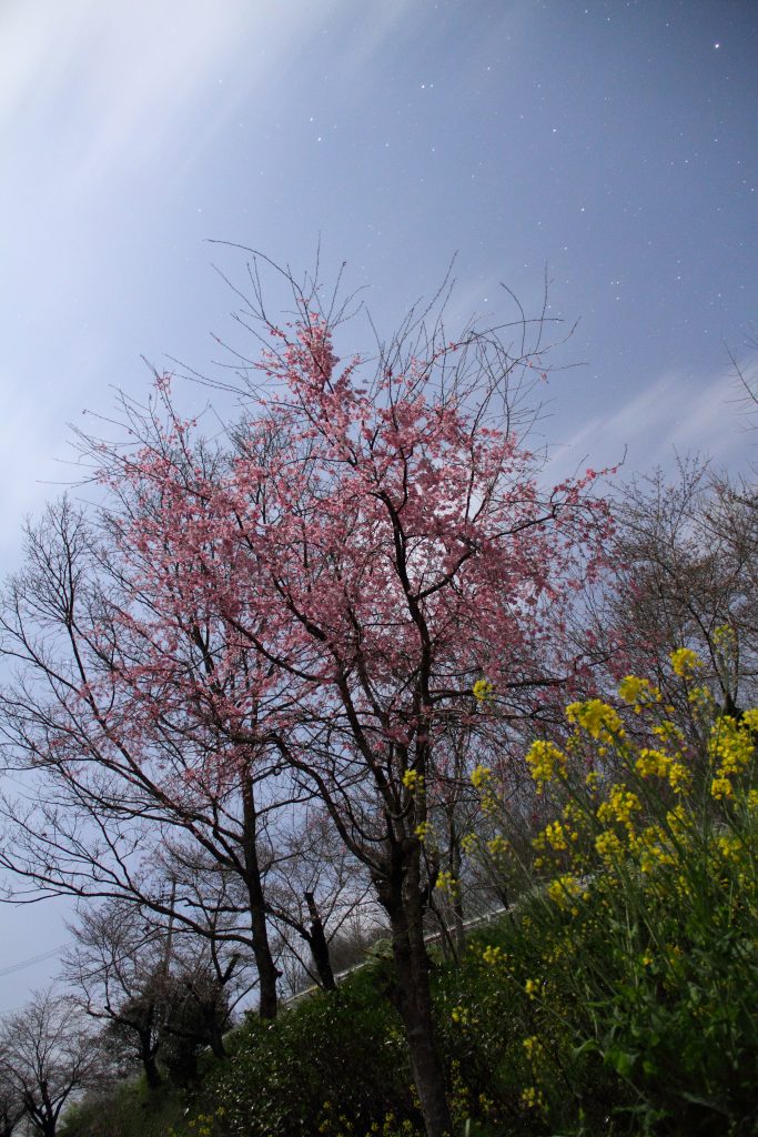 カメラ機種名Canon EOS 7D レンズ	EF-S18-135mm f/3.5-5.6 IS IS II USM ISO感度	100 Av(絞り数値)	8.0 Tv(シャッター速度)	16 
