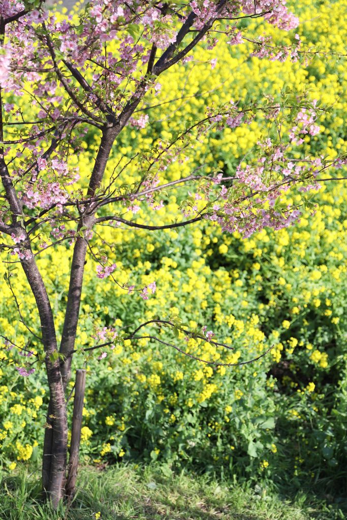 カメラ機種名Canon EOS 6D Mark2 レンズ	EF70-200mm f/2.8L IS II USMf/2.8L IS II USM ISO感度	200 Av(絞り数値)	2.8 Tv(シャッター速度)	1/1250 