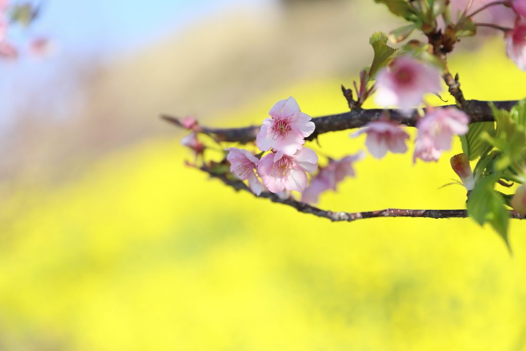 カメラ機種名Canon EOS 6D Mark2 レンズ	EF70-200mm f/2.8L IS II USMf/2.8L IS II USM ISO感度	200 Av(絞り数値)	2.8 Tv(シャッター速度)	1/1250 