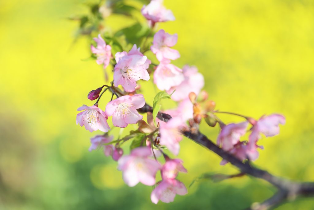 カメラ機種名Canon EOS 6D Mark2 レンズ	EF70-200mm f/2.8L IS II USMf/2.8L IS II USM ISO感度	200 Av(絞り数値)	2.8 Tv(シャッター速度)	1/1250 