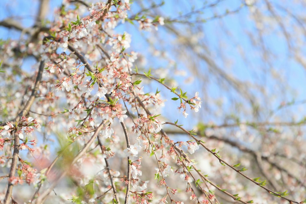 カメラ機種名Canon EOS 6D MarkⅡ レンズ EF24-70mm f/2.8L II USM ISO感度 200 Av(絞り数値) 2.8 Tv(シャッター速度) 1/2000 