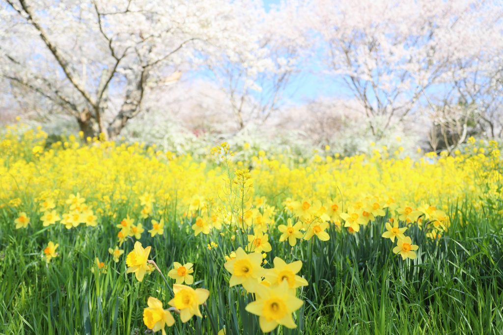 カメラ機種名Canon EOS 6D MarkⅡ レンズ EF24-70mm f/2.8L II USM ISO感度 200 Av(絞り数値) 2.8 Tv(シャッター速度) 1/1000 