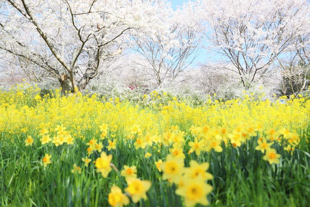 カメラ機種名Canon EOS 6D MarkⅡ レンズ EF24-70mm f/2.8L II USM ISO感度 200 Av(絞り数値) 2.8 Tv(シャッター速度) 1/1000 