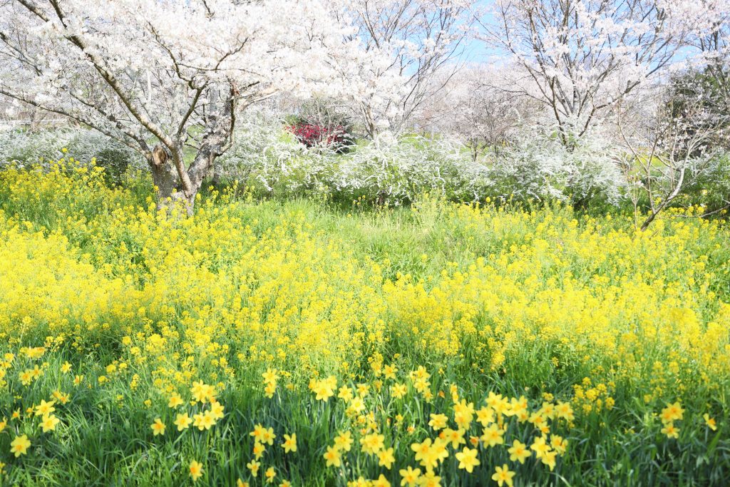 カメラ機種名Canon EOS 6D MarkⅡ レンズ EF24-70mm f/2.8L II USM ISO感度 200 Av(絞り数値) 2.8 Tv(シャッター速度) 1/1000 