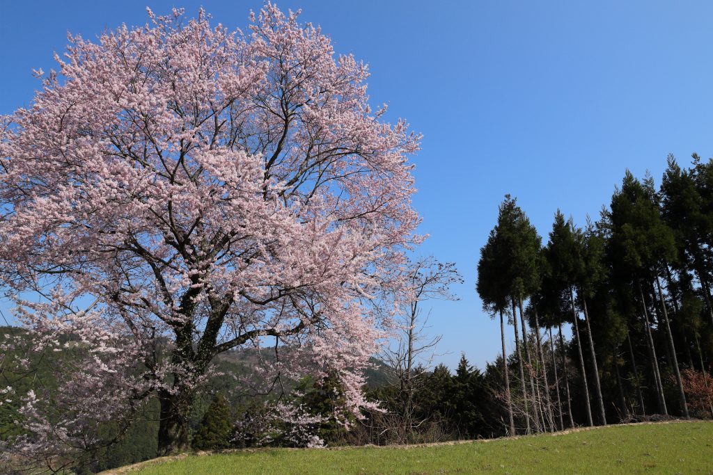 カメラ機種名Canon EOS 6D MarkⅡ レンズ EF24-70mm f/2.8L II USM ISO感度 200 Av(絞り数値) 8.0 Tv(シャッター速度) 1/640 