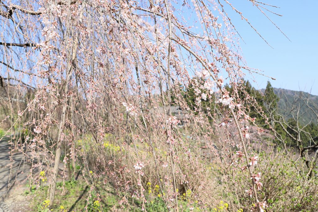 カメラ機種名Canon EOS 6D MarkⅡ レンズ EF24-70mm f/2.8L II USM ISO感度 200 Av(絞り数値) 8.0 Tv(シャッター速度) 1/250 