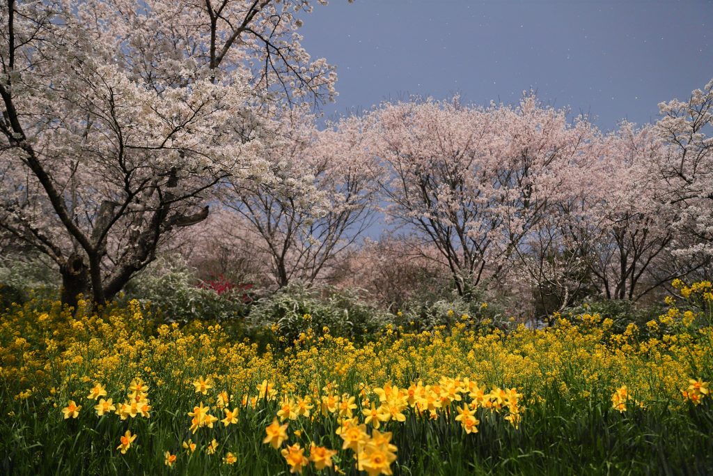 カメラ機種名Canon EOS 6D MarkⅡ レンズ EF24-70mm f/2.8L II USM ISO感度 400 Av(絞り数値) 2.8 Tv(シャッター速度) 30 