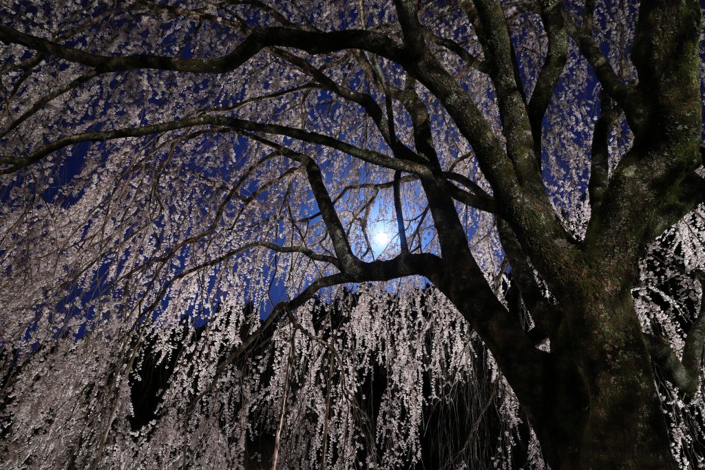 カメラ機種名Canon EOS 6D MarkⅡ レンズ	EF24-70mm f/2.8L II USM ISO感度	200 Av(絞り数値)	9.0 Tv(シャッター速度)	25 