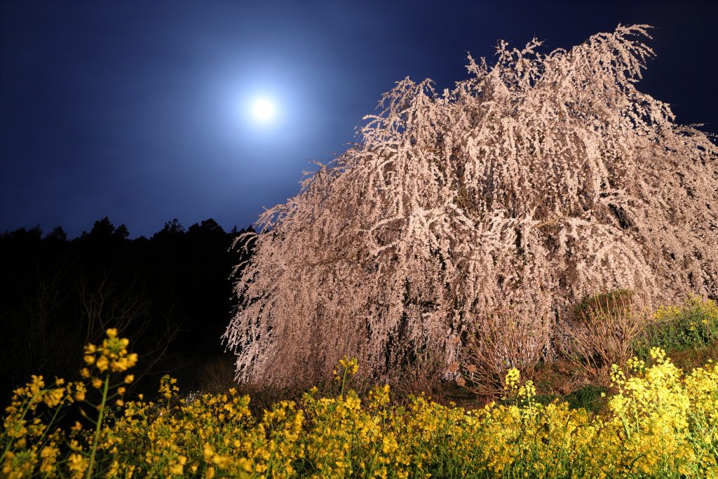 カメラ機種名Canon EOS 6D MarkⅡ レンズ	EF24-70mm f/2.8L II USM ISO感度	200 Av(絞り数値)	10 Tv(シャッター速度)	30 