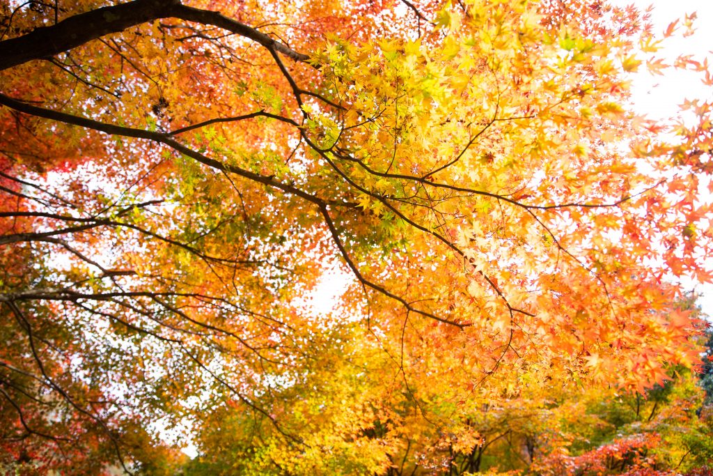 カメラ機種名Canon EOS 6D MarkⅡ レンズ	EF24-70mm f/2.8L II USM ISO感度	200 Av(絞り数値)	2.8 Tv(シャッター速度)	1/160 