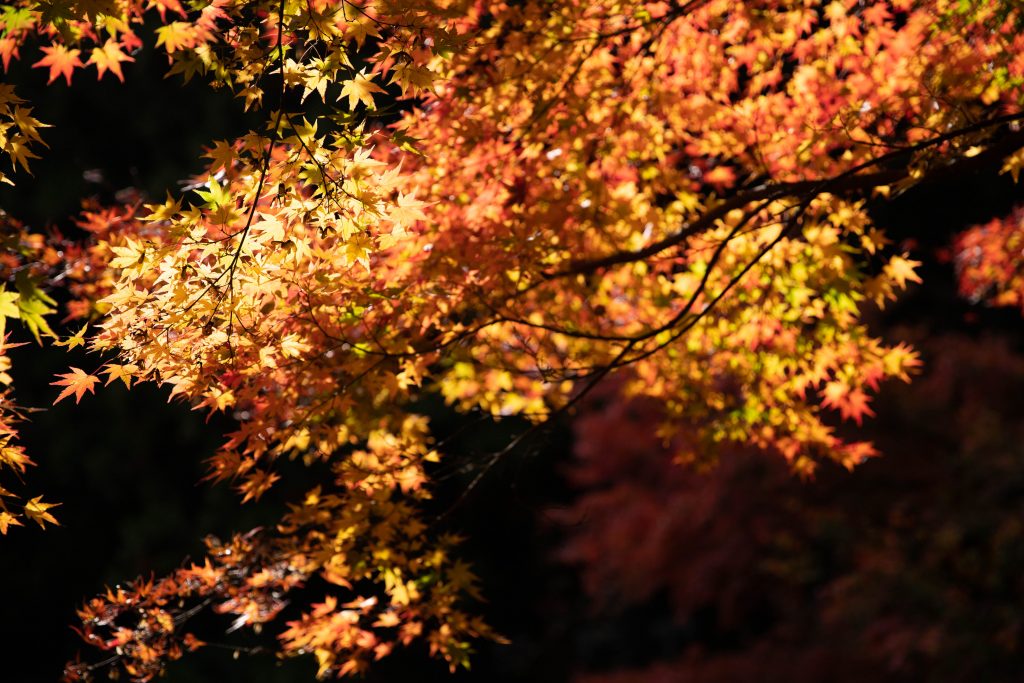 カメラ機種名Canon EOS 6D MarkⅡ レンズ	EF24-70mm f/2.8L II USM ISO感度	200 Av(絞り数値)	2.8 Tv(シャッター速度)	1/160 