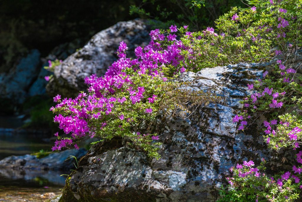 IMG_6115